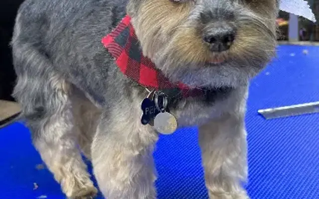 Shampoochie Professional Pet Grooming in Goshen, OH