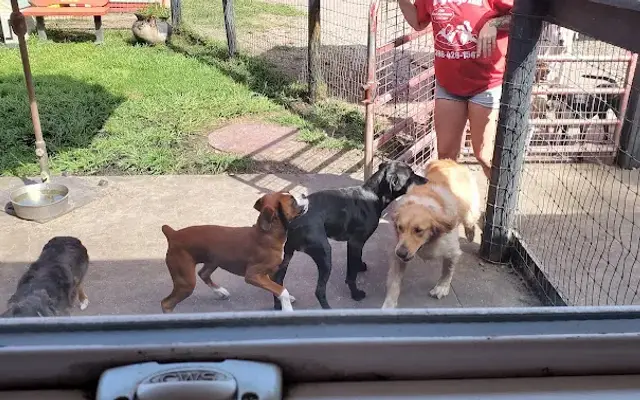 Dog Dayz Inn in New Smyrna Beach, FL