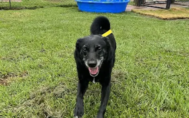 KT Dog Ranch and Kennel in Katy, TX