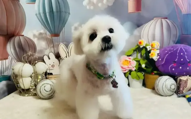 FURRY BABIES PET GROOMING in Flushing, NY