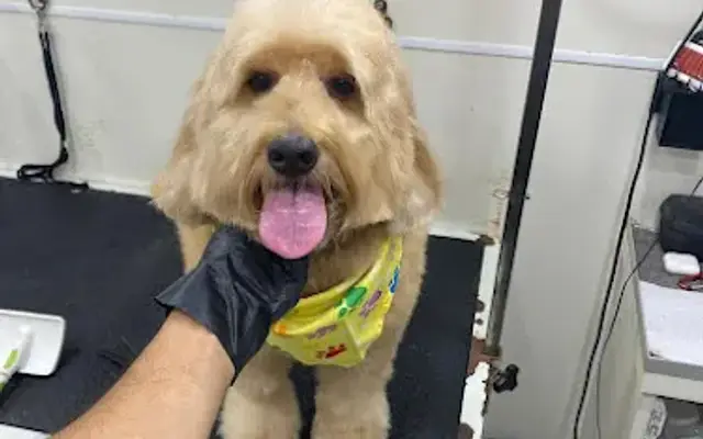 K & M Mobile Pet Grooming in Plantation, FL