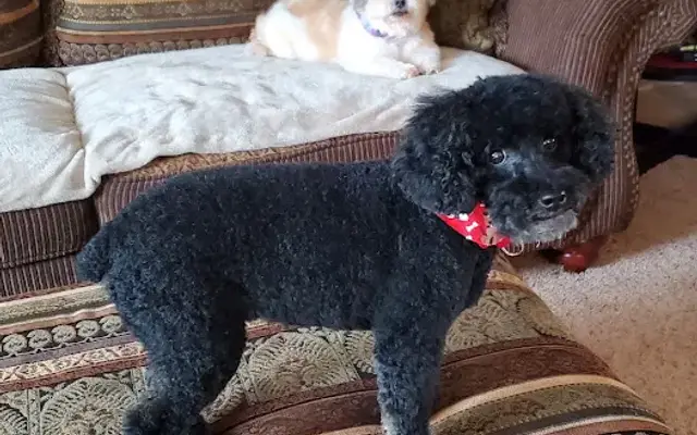 Battle Ground Pet Care - Dog Grooming in Battle Ground, WA