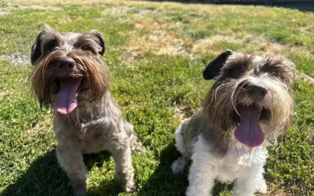 Alder Creek Pet Lodge Inc. in Poulsbo, WA