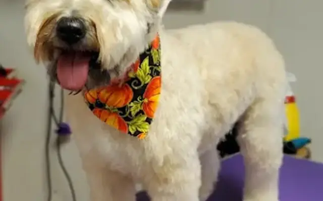 Dirty To Clean Grooming Spa in Strasburg, VA