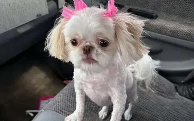 Diva Dog Grooming & Glamor Shots in Walker, LA