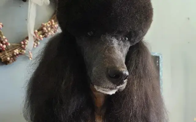 Paw Perfect Pet Salon, Inc. in Cumming, GA