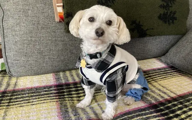 Dawg Groomer in Petaluma, CA