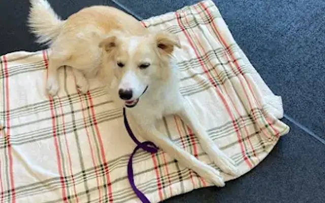 Fit 'N' Furry Pet Resort & Training Center in Petaluma, CA