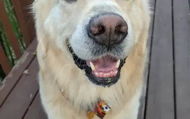 Furever Green All-Natural Dog Boutique & Spa in Mars, PA