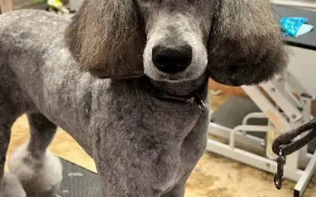 Pet Styling by Mimi in Boerne, TX