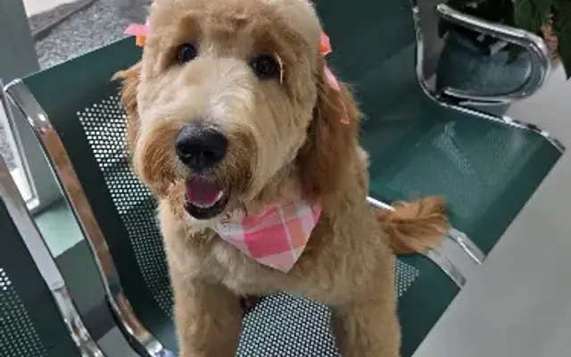 Perfect Pet Cuts in Tomball, TX