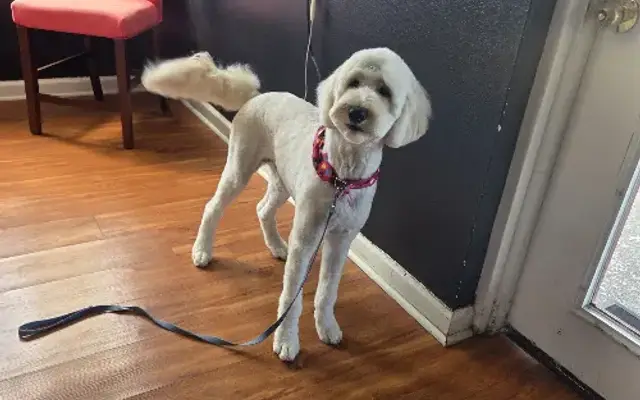 Precious Puppy Spa & Day Care in Mt Dora, FL