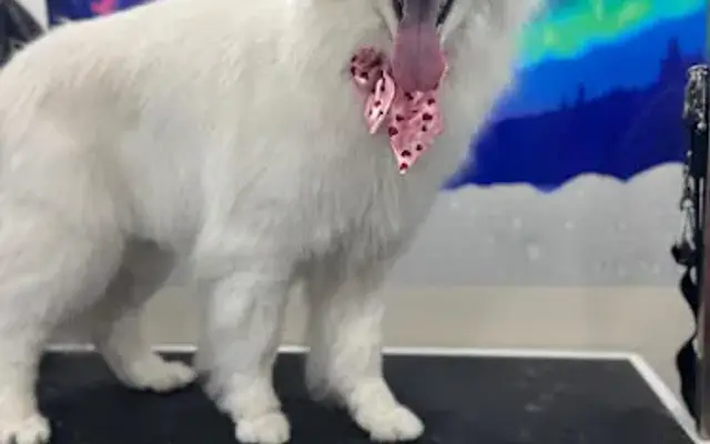 Design Pet Grooming in Wellington, FL