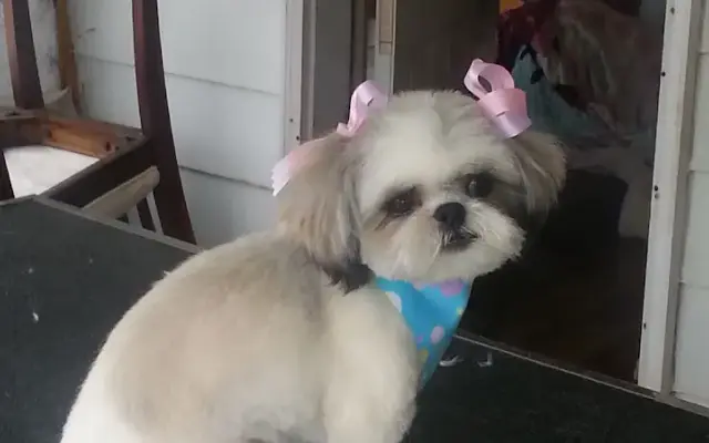 Erikas Small Breeds Dog Grooming in New Baltimore, MI