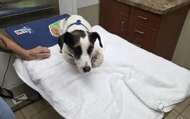 VCA Carrollton Animal Hospital in Carrollton, GA