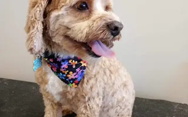 Doggie Den Pet Grooming in Ravenna, MI