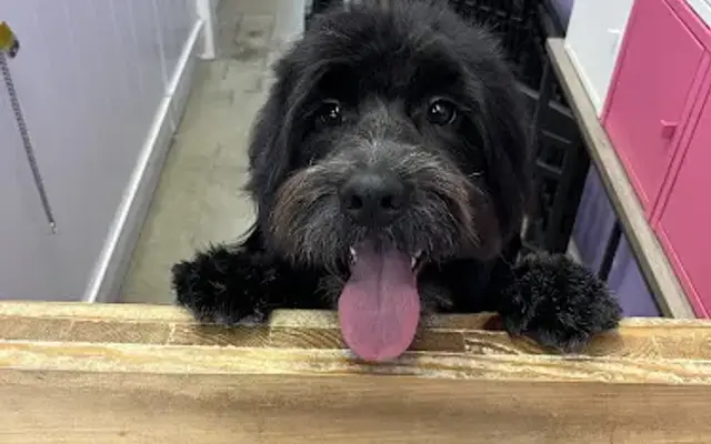 Pono's Pooch Spa in Hawthorne, CA