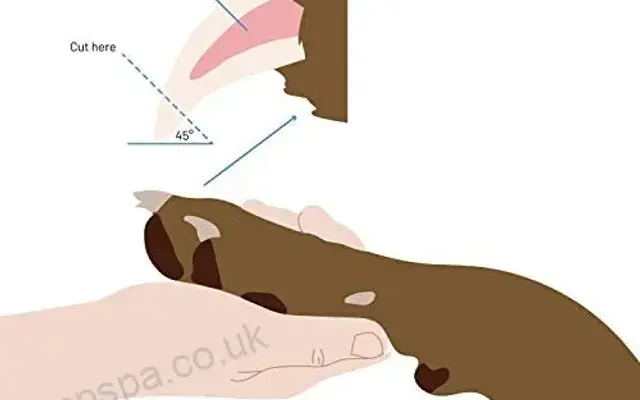 Puppy Paw Mobile Nail Trims in Sacramento, CA