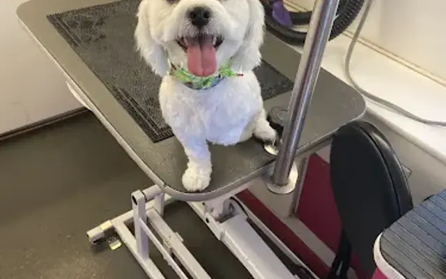Canine Concierge Mobile Grooming Spa in Tampa, FL