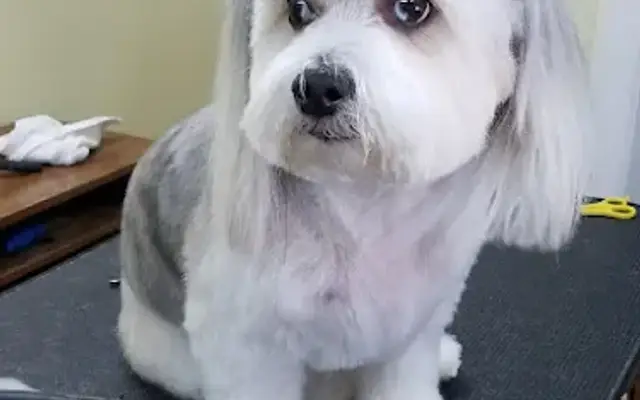 GROOMING by Denise in Beaumont, CA