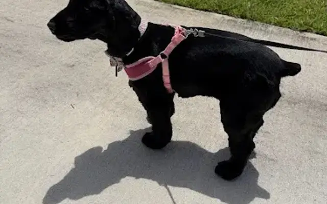 Sebring lakes pet grooming in Sebring, FL