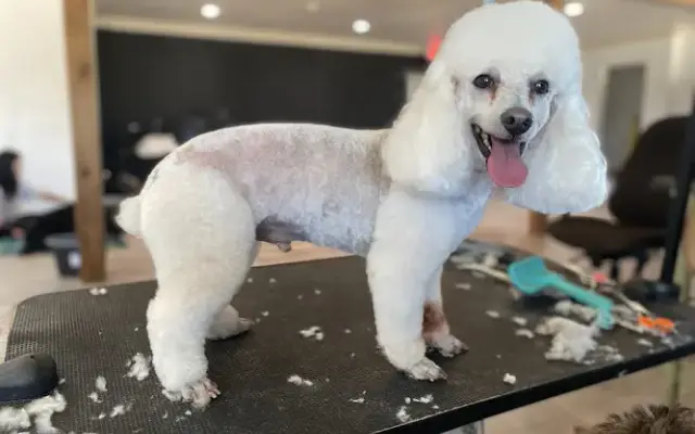 Paws On Fifth Grooming in Granite Shoals, TX