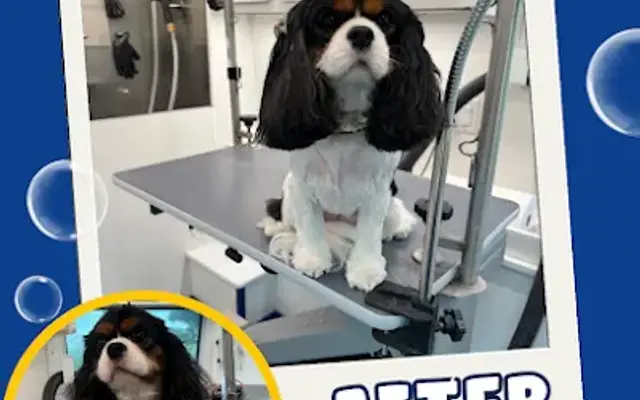 Premium Pets Mobile Grooming in The Villages, FL