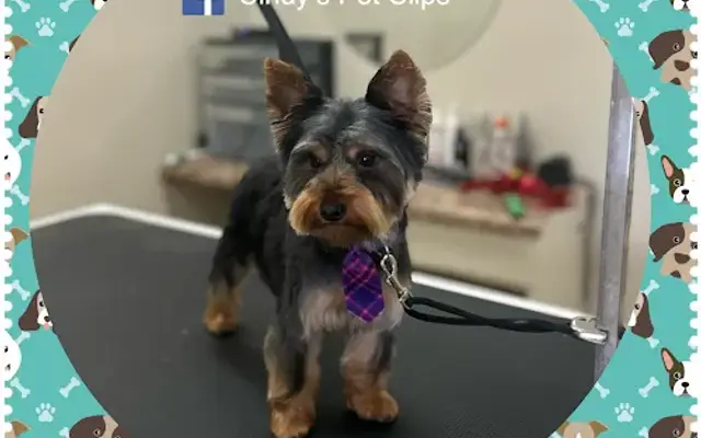 Cindy’s Pet Clips in Eden, NC