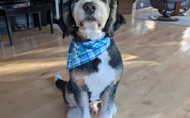 Wuff Da Dog Wash & Salon in Red Wing, MN