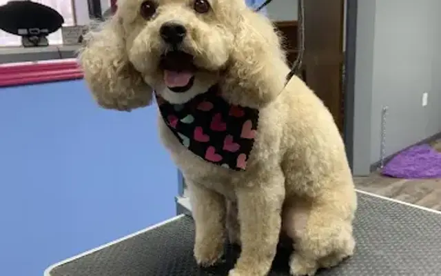 Christy's Dog Days Pet Salon in Birch Run, MI