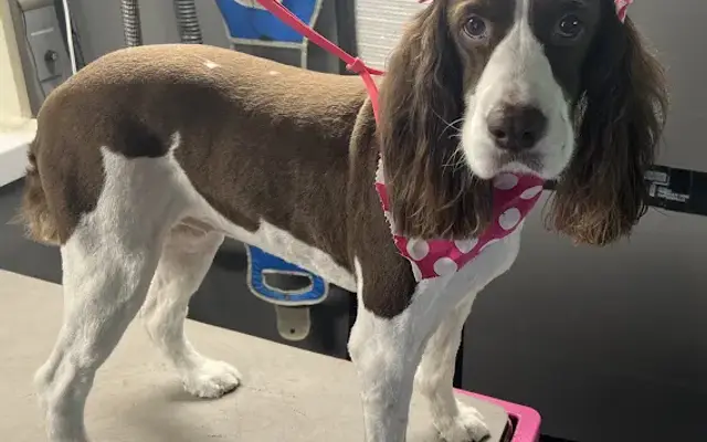 Here Comes The Groomer LLC in North Branford, CT
