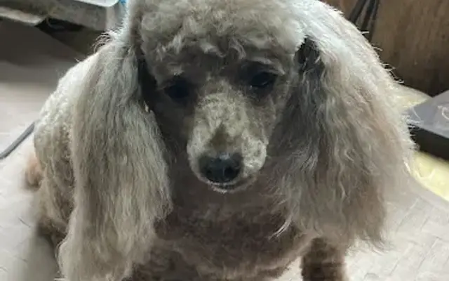 Ann Polny Pet Grooming in Sebring, FL