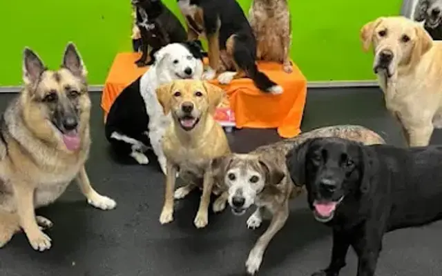 Play All Day Dog Daycare in East Peoria, IL