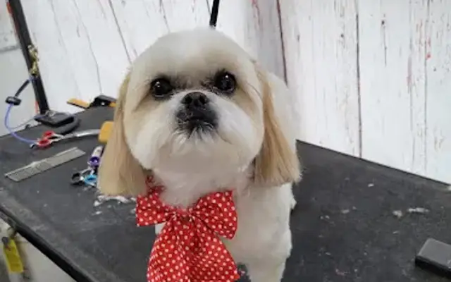Safe Haven Groomery in Lincolnton, NC