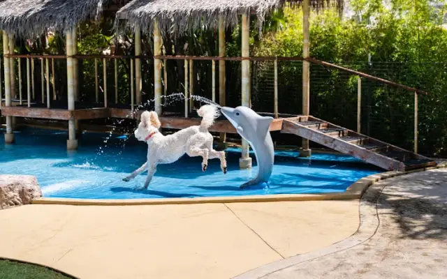 Paradise Ranch Pet Resort in Sun Valley, CA