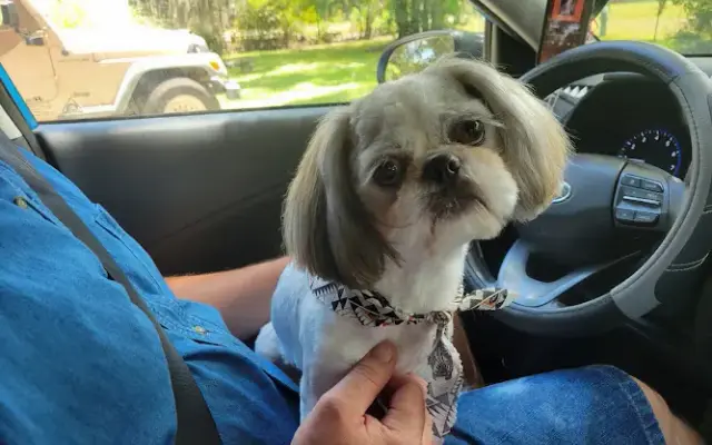 La Maison Du Caniche Inc in Hinesville, GA