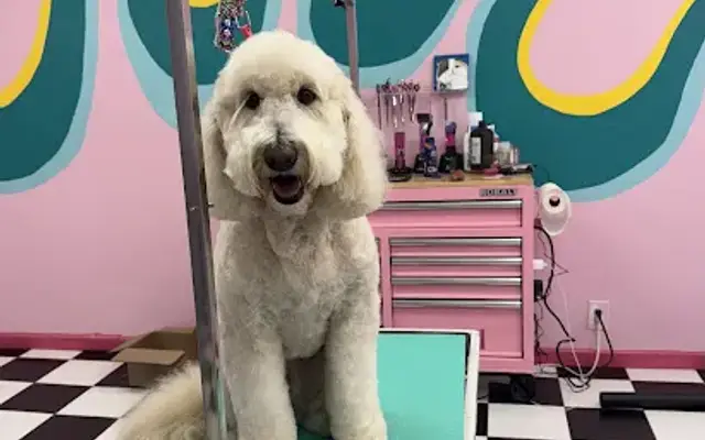 Creative Paw Spa in Citrus Heights, CA