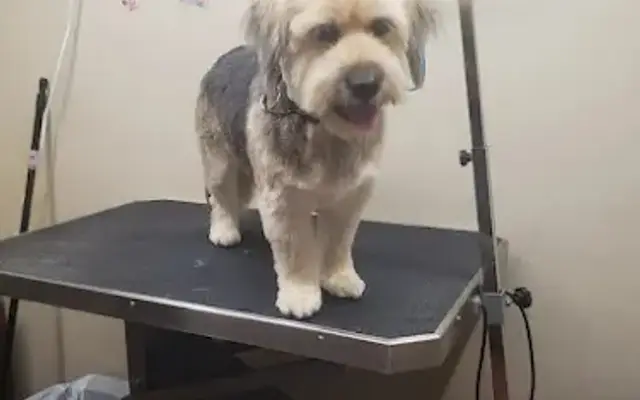 Susie's Pretty Paws LLC in Franklin, KY