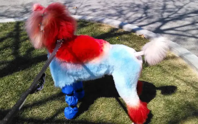 Grooming And Colors in Hemet, CA