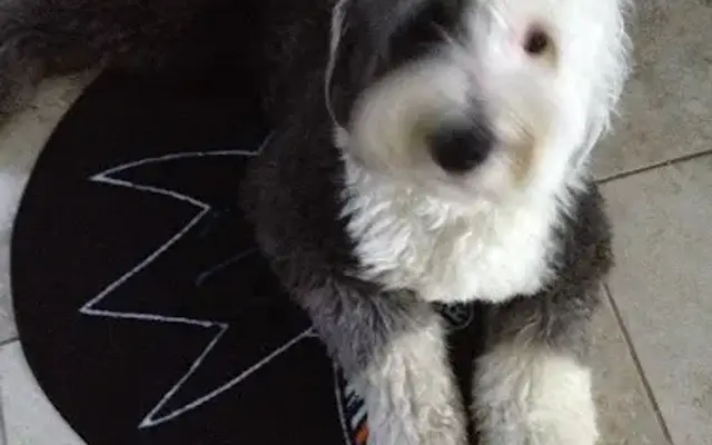 Chapmans Dog Grooming in Brentwood, CA