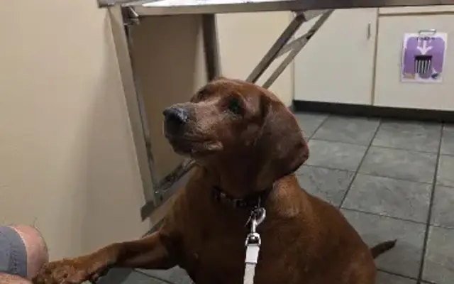 Elmhurst Animal Care Center in Elmhurst, IL