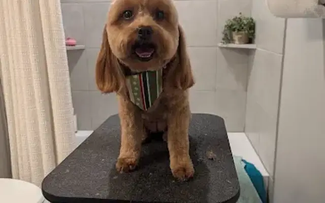 Pet grooming and dog training in Reno, TX