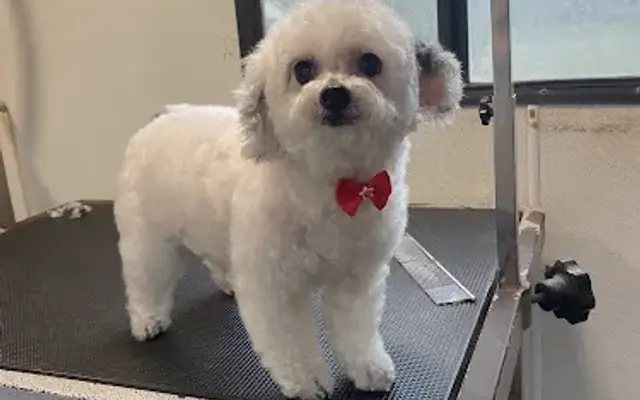 Prissypawz in Nacogdoches, TX