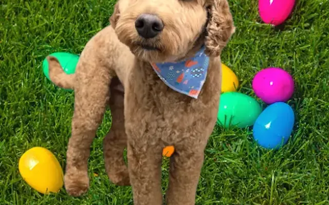 Pawsitive Vibes Pet Salon in Urbandale, IA