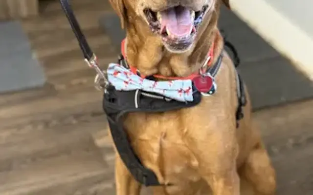Paramount Pet Grooming in Parchment, MI