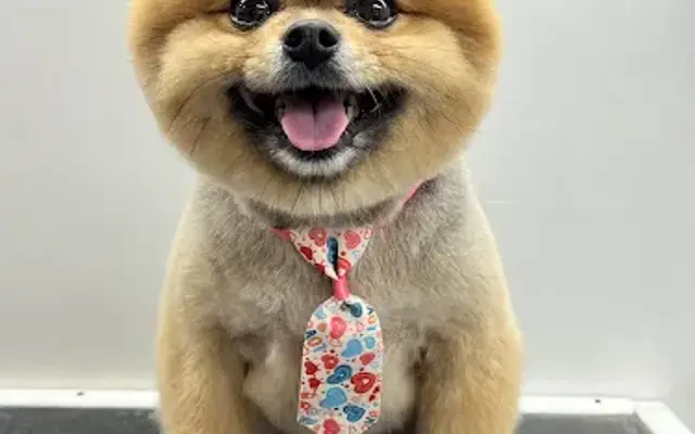 Doggy Pamper Patrol in Delray Beach, FL