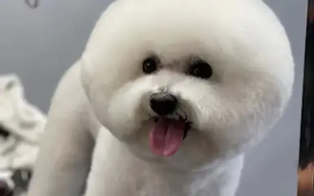 Ironmaya Pet Grooming in San Dimas, CA
