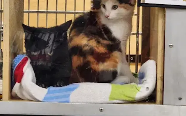 PetSmart in Yorkville, IL