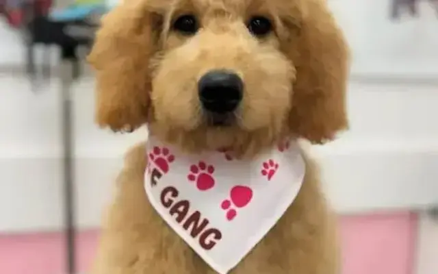 Woof Gang Bakery & Grooming Park Slope in Brooklyn, NY