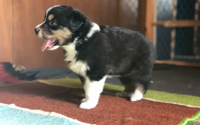 Barb Dog Grooming in Carsonville, MI